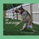 Body Parts of Our Dogs (Paperback): Jack Cohen