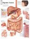 Digestive System Paper Poster (Poster): Scientific Publishing