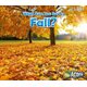 What Can You See in Fall? (Seasons) (Paperback): Sian Smith
