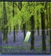 Memo Block - Bluebells (Hardcover): Peony Press