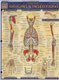 Muscular Origins & Insertions (Poster): Vincent Perez