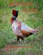 Wild Game Recipes - 73 recipes, Pheasant, Rabbit, Squirrel, Deer, Elk, Buffalo, Duck, Partridges, Quail, Doves, Goose...