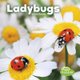 Ladybugs (Little Critters) (Paperback): Lisa J. Amstutz