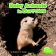Baby Animals in Burrows (Baby Animals and Their Homes) (Paperback): Martha E. H Rustad