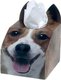 Paws4Africa Dog Tissue Box - Jack Russell: 
