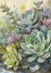 SUCCULENT HARMONY SML 400x300mm - decoupage sheet: 