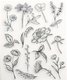 Clear Reusable Stamps - Floral and Botanical: 