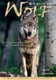Return of the Wolf - Successes and Threats in the Us and Canada (Paperback, 3rd Revised edition): Michael H. Francis, Steve...