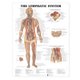 The Lymphatic System Anatomical Chart (Wallchart, 3rd): Anatomical Chart Company