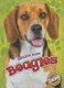 Beagles (Hardcover): Mari C. Schuh