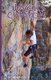 Jacks Canyon Sport Climbing (Paperback): Deidre Burton