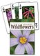 Wildflowers of the Southeast Playing Cards (Cards): Jaret C Daniels