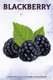 Blackberry - Fun Facts on Fruit and Vegetables (Paperback): Michelle Hawkins