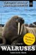 Walruses - Tusked Arctic Giants (Paperback): M. Martin