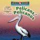Pelicans / Pelicanos (English, Spanish, Hardcover): Kathleen Pohl