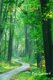 Path of Light (Paperback): Ray Bussard