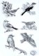 Clear Reusable Stamps - Birds: 