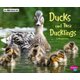 Ducks and Their Ducklings: A 4D Book (Hardcover): Margaret Hall