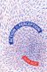 Action in Perception (Paperback, New Ed): Alva Noee