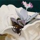 F Ingers - Awkwardly Blissing Out (Vinyl record): F ingers