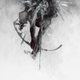 Linkin Park - The Hunting Party (CD): Linkin Park