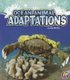 Ocean Animal Adaptations (Amazing Animal Adaptations) (Paperback): Julie Murphy