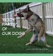 Body Parts of Our Dogs (Hardcover): Jack Cohen