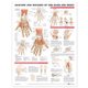 Anatomy and Injuries of the Hand and Wrist Anatomical Chart (Wallchart): Anatomical Chart Company
