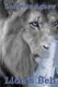 Lion's Bell (Paperback): Lorraine Agnew