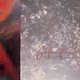 Cocteau Twins - Tiny Dynamite/Echoes in a Shallow Bay (Vinyl record): Cocteau Twins