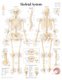 Skeletal System Laminated Poster (Poster): Scientific Publishing