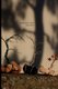 Beaded wire trees (Paperback): Agata Opalach