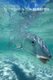 Fly Fishing for Bonefish (Paperback, New & Revised Edition): Dick Brown