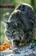 Bobcat - Master of Survival (Hardcover): Kevin Hansen