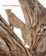 Living in the Environment (Hardcover, 18th edition): G. Miller, Scott Spoolman