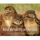 Bird Wildlife of Aruba (Hardcover): Greg Peterson