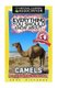 Everything You Should Know About - Camels (Paperback): Anne Richards