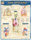 Viscera (Fold-out book or chart): Vincent Perez
