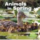 Animals in Spring (Paperback): Kathryn Clay