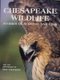 Chesapeake Wildlife: Stories of Survival and Ls (Hardcover, 1st ed): Pat Vojtech