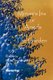 Miriam's Iris, or Angels in the Garden (Paperback): Maja Trochimczyk