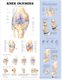 Knee Injuries Anatomical Chart (Wallchart, 3rd): Anatomical Chart Company
