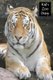 Kid's Zoo Diary (Paperback): Tom Alyea