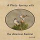 A Photo Journey with the American Kestrel (Paperback): Lois Lake