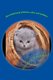 Jara's little book of kitties, colors and numbers (Paperback): One Old Grandpa