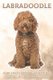Labradoodle - Fun Facts on Dogs for Kids #40 (Paperback): Michelle Hawkins