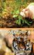 Willow - Branch 3 in the Tree of Life (Paperback): Holly Bargo