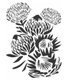 Bunch of Proteas - A3 - stencil: 