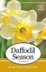 Daffodil Season (Paperback): Melanie Lageschulte