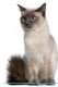 Ragdoll Cat Affirmations Workbook Ragdoll Cat Presents - Positive and Loving Affirmations Workbook. Includes: Mentoring...